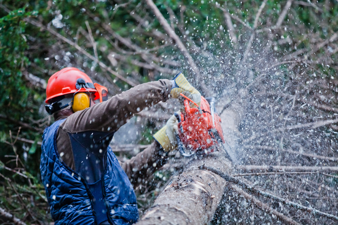 worker cutting the tree using chainsaw