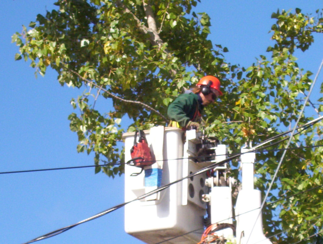 worker tree trimming while on lifter